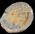 Asaphid Trilobite in Concretion - Pos/Neg #39792-3